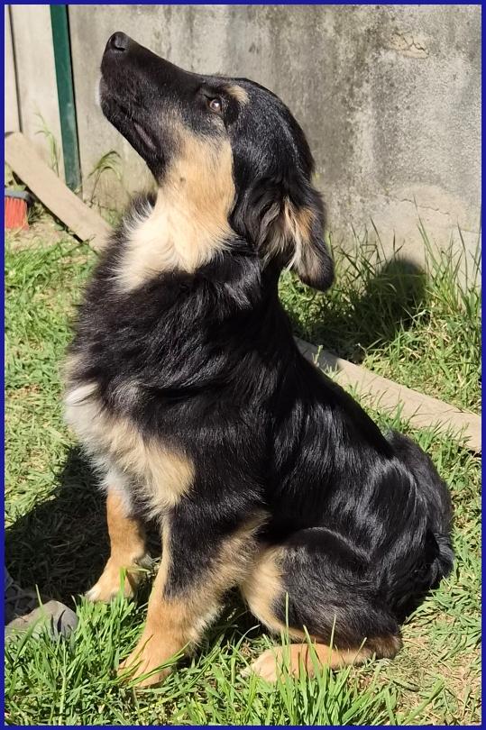 SEMOLINO CUCCIOLOTTO 6 MESI MIX BORDER...LA SUA FAMIGLIA HA RINUNCIATO A LUI ED ORA NE CERCA UNA NUOVA PER SEMPRE! Foto 2